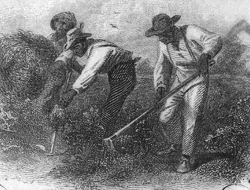 Slaves hoeing a field