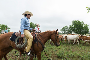 cattle in Texas