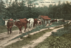 cattle in Texas