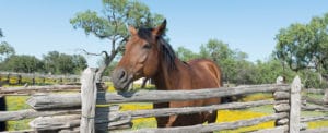 horse in a field