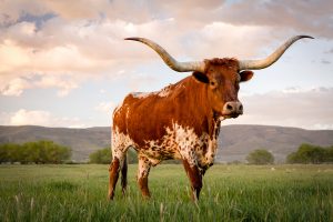 Texas Longhorn in a field